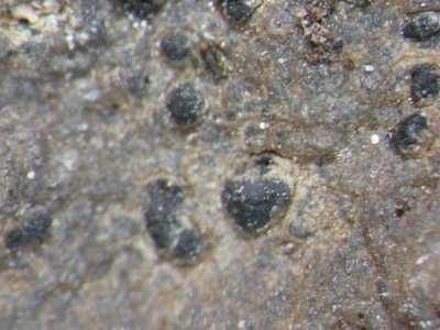 [Porina curnowii]